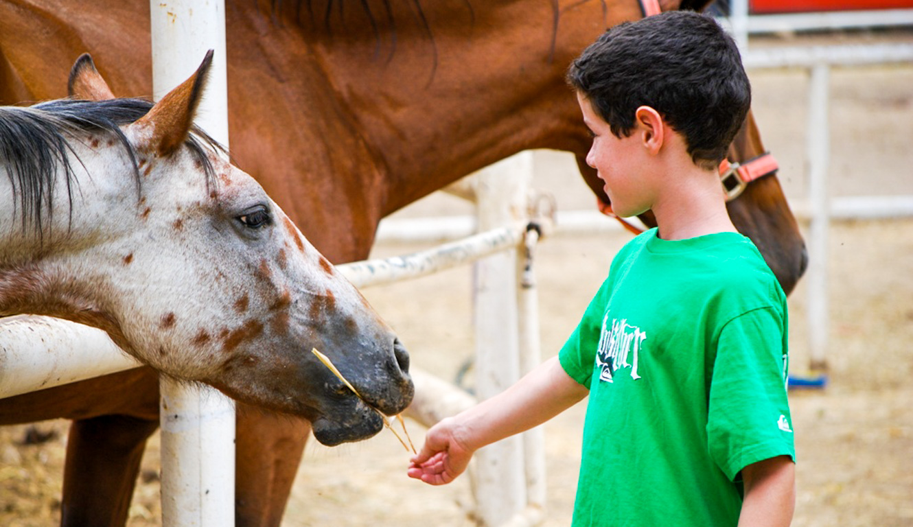 Camper feeding a horse